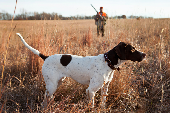 Exciting Hunt Experience Eccotemp USA