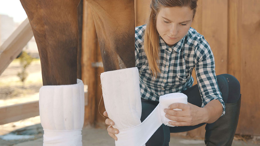 A woman is wrapping leg wraps on horse