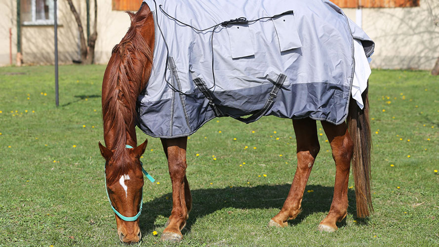 Horse grazing grass