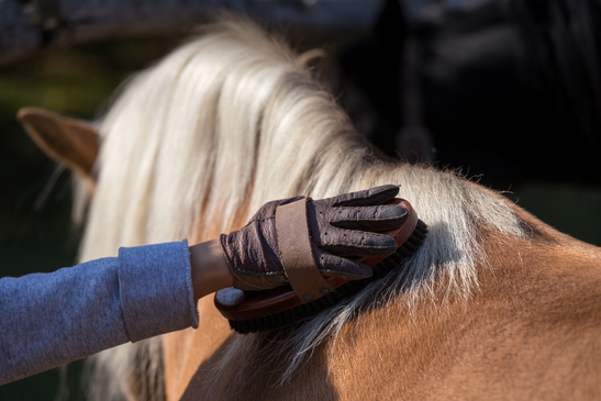 Brushing, Dry groom your horse Eccotemp USA